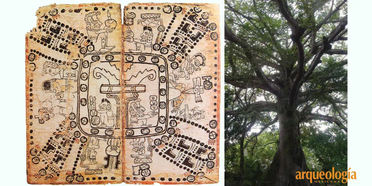 arbol del universo maya - Cuál es el árbol sagrado de los mayas