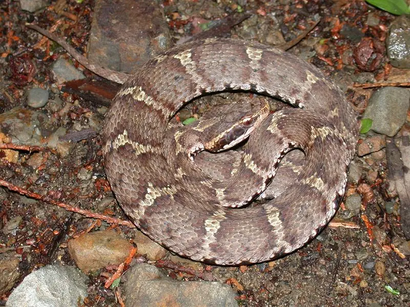 cuál es la serpiente más letal de todo el universo - Cuál es la serpiente más venenosa de Rusia
