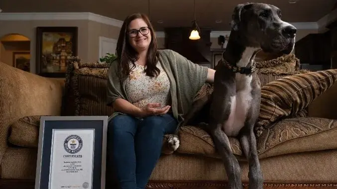 el perro más grande del universo - Cuánto midio el perro más grande de la historia