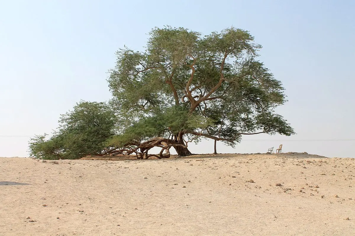 arbol de la vida en el universo - Dónde está el árbol de la vida actualmente