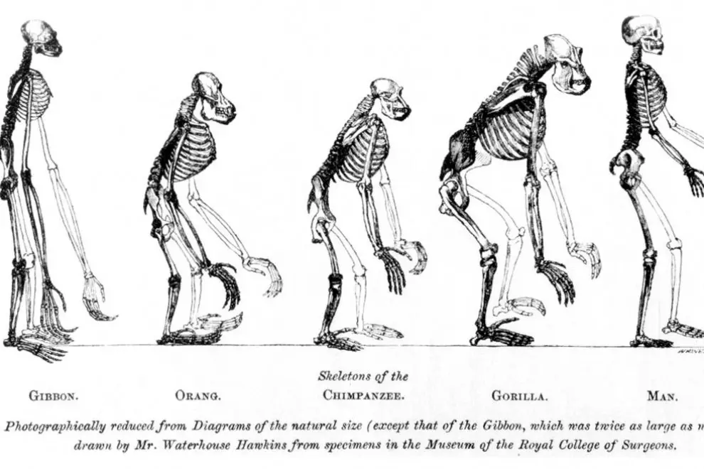 darwin origen del universo - Qué dice la teoría de Darwin según el origen del hombre