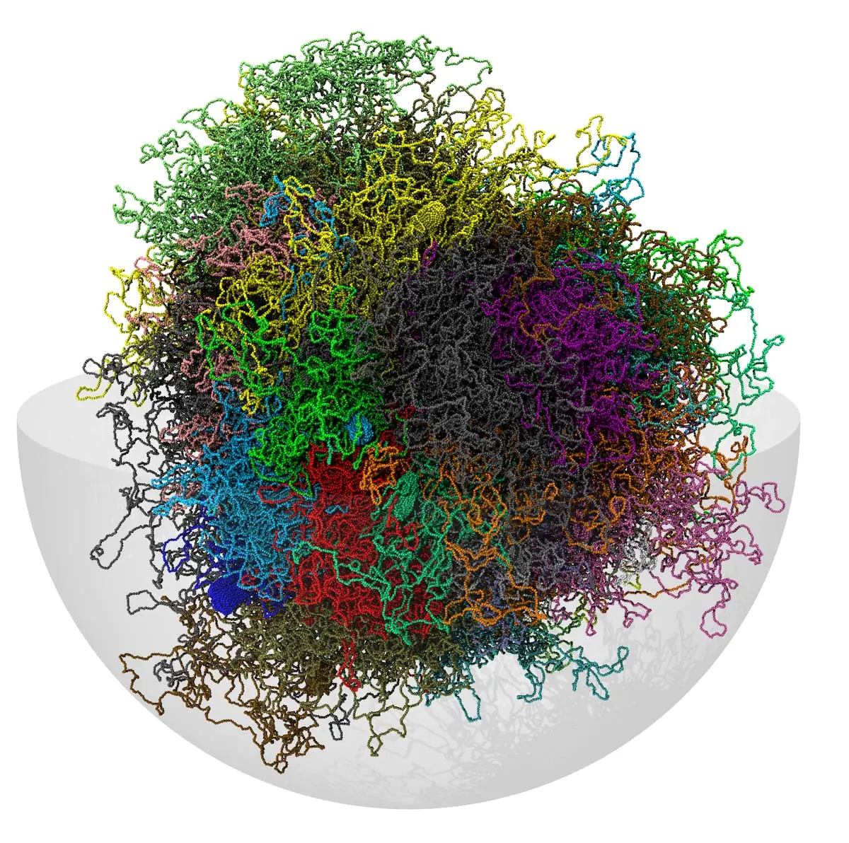 Cromosoma en Espiral Universo: Desentrañando la Complejidad del Genoma - Qué es el cromosoma nuclear cromosoma en espiral universo - Qué es el cromosoma nuclear