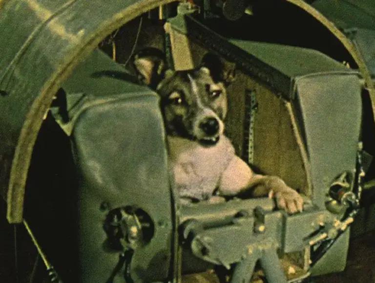 el primer perro que va viajar a el universo - Qué le pasó al perro que mandaron al espacio