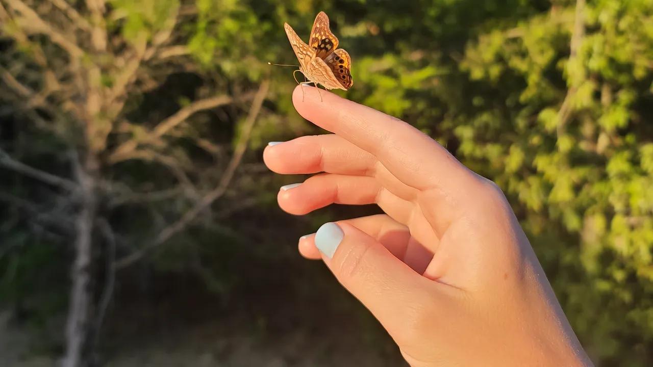 señales del universo mariposas - Qué quiere decir cuando se te aparecen mariposas