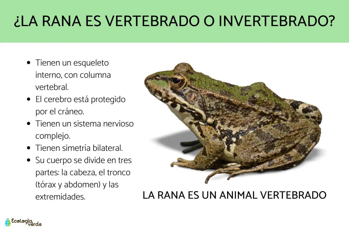 El Universo es una Rana: Explorando la Vida y Evolución Anfibia - Que ser vivo es la rana el universo es una rana - Que ser vivo es la rana