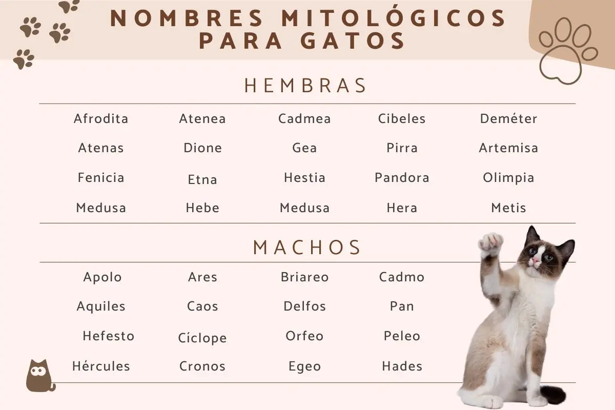 nombres para gatos relacionados con el universo - Qué significa el nombre Zeus en un gato