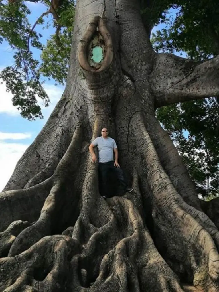 arbol del universo maya - Qué significa Yaxché en maya