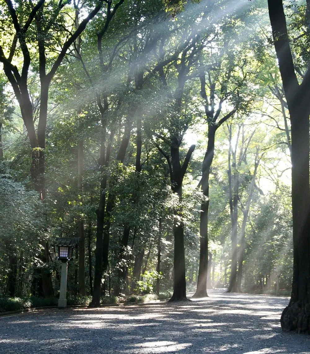 el bosque es el santuario del universo - Que supone el bosque para la vida humana